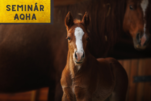 Seminár AQHA Reprodukčný program